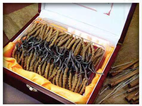 清河门冬虫夏草回收